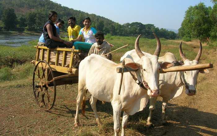 Bullock Cart Ride Enjoyed by Guests